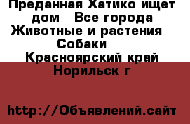 Преданная Хатико ищет дом - Все города Животные и растения » Собаки   . Красноярский край,Норильск г.